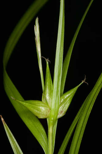 Carex intumescens var. fernaldii #12